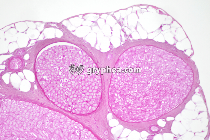 Nerf de Mammifère CT x40 - gryphea.com